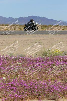 media/Mar-12-2023-SoCal Trackdays (Sun) [[d4c8249724]]/Turn 15 Inside Bloom (130pm)/